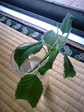 img20090625.jpg
