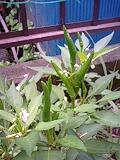 img20090625_1.jpg