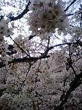 img20090406.jpg