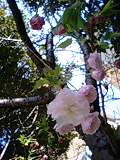 img20090409.jpg