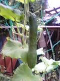 img20090728.jpg