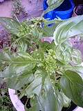 img20090531.jpg