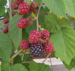 img_1074.jpg