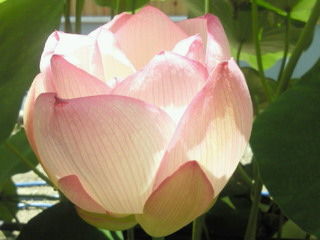 c6658e6e.jpg