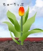 img20070425_2.jpg