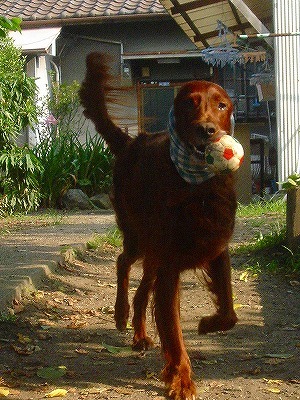 img20070728_2.jpg
