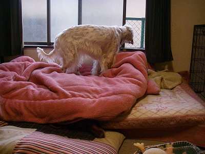 img20080217_1.jpg