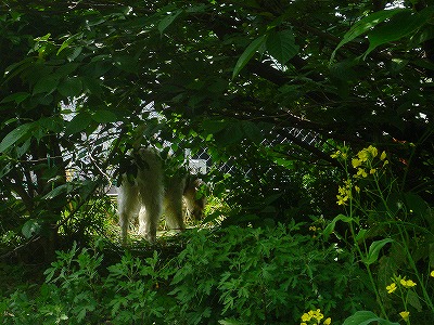 img20070427_2.jpg