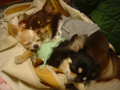 img20070401_7.jpg