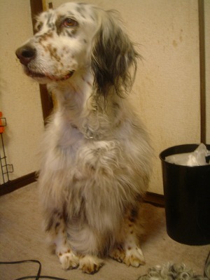 img20070329_7.jpg