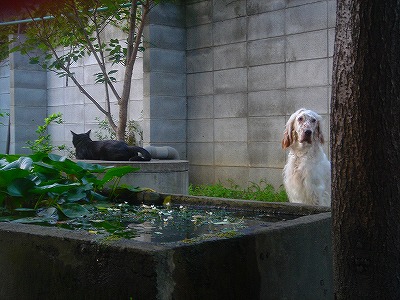 img20070728_2.jpg