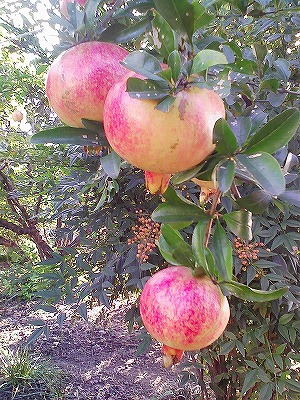 img20071031_2.jpg