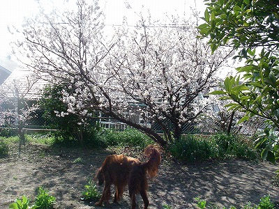 img20080318_6.jpg