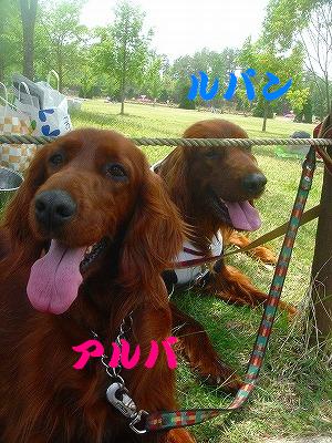 img20070528_5.jpg