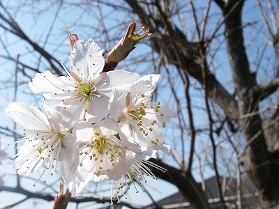 img20080318_3.jpg