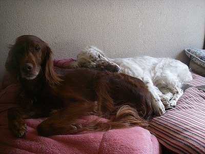 img20080318_5.jpg