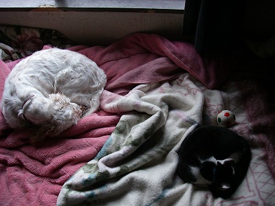 img20080126_2.jpg