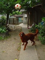 img20070630_7.jpg