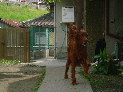 img20070427_1.jpg