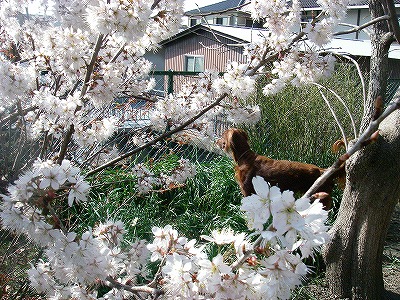 img20080317.jpg