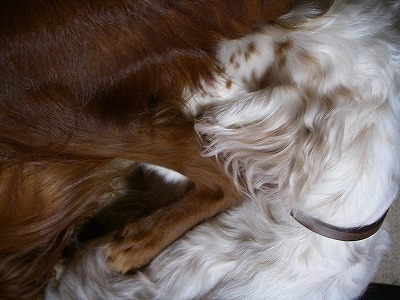 img20080303.jpg