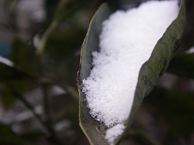img20080302_1.jpg