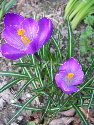 img20080312_3.jpg