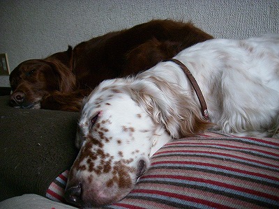 img20080318.jpg