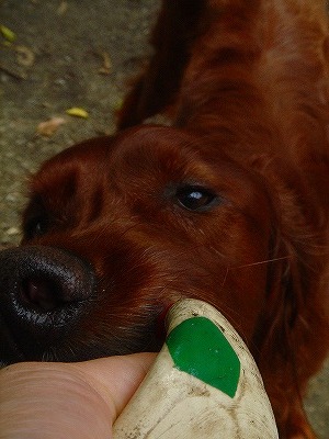 img20070630_2.jpg