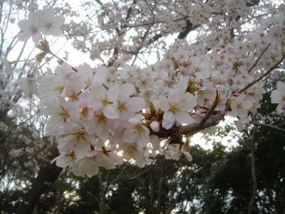 img20070401_5.jpg