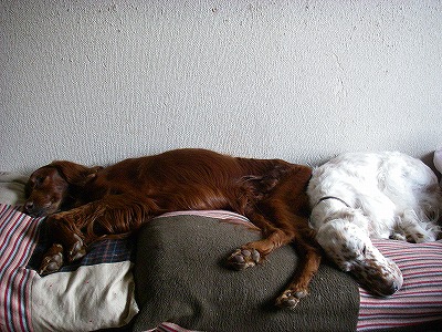 img20080318_3.jpg