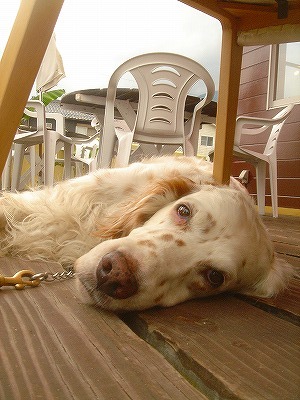 img20070614_7.jpg