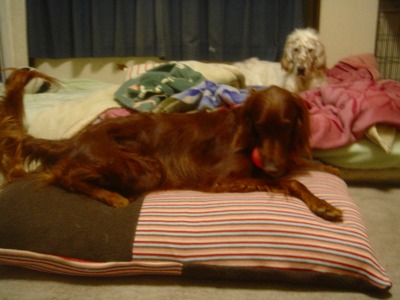 img20070226_1.jpg