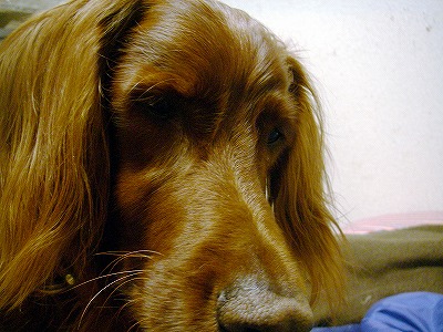 img20071129_1.jpg