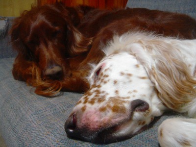 img20070328_1.jpg