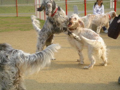 img20070329_4.jpg