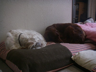 img20080314.jpg