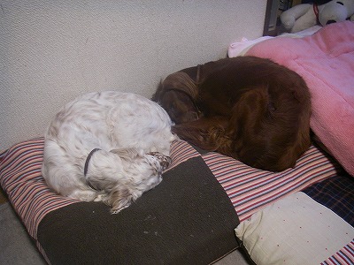 img20080314_1.jpg