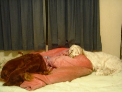 img20061231.jpg
