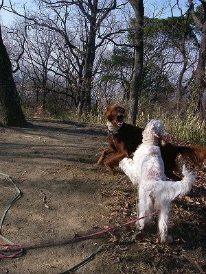 img20080310_5.jpg