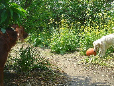 img20070426_2.jpg