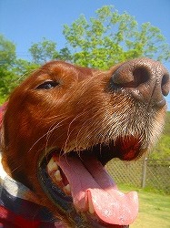 img20070430_1.jpg