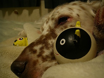 img20071129.jpg