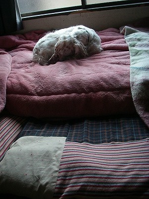img20080303.jpg