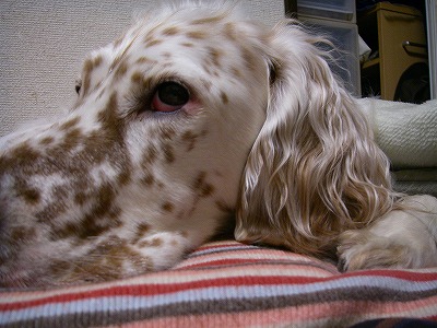 img20080129.jpg