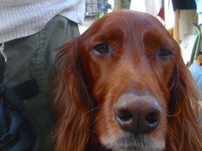 img20070429_2.jpg