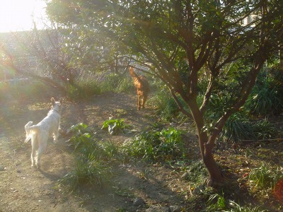 img20070131_4.jpg
