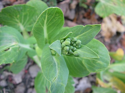 img20080312_4.jpg