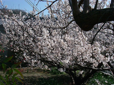 img20080318_7.jpg