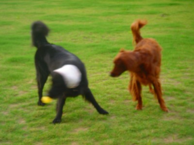 img20060729_2.jpg